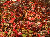 img_4616.jpg (1600 x 1200)