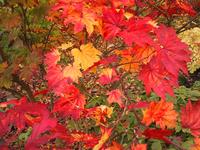img_4620.jpg (1600 x 1200)