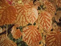 img_4690.jpg (1600 x 1200)