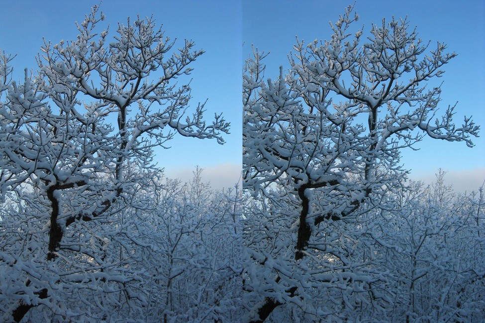 Tree.jpg (3072 x 2048)