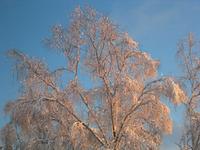 IMG_4701.JPG (2048 x 1536)