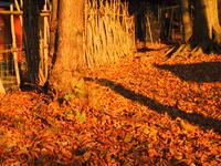 img_4739.jpg (1600 x 1200)