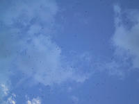 img_3119.jpg (1600 x 1200)