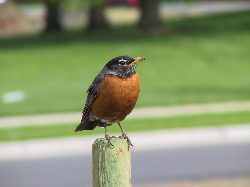 img_2663.jpg (1856 x 1392)