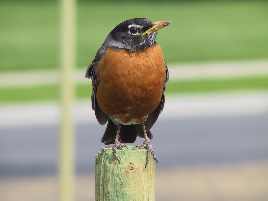 img_2664.jpg (1856 x 1392)