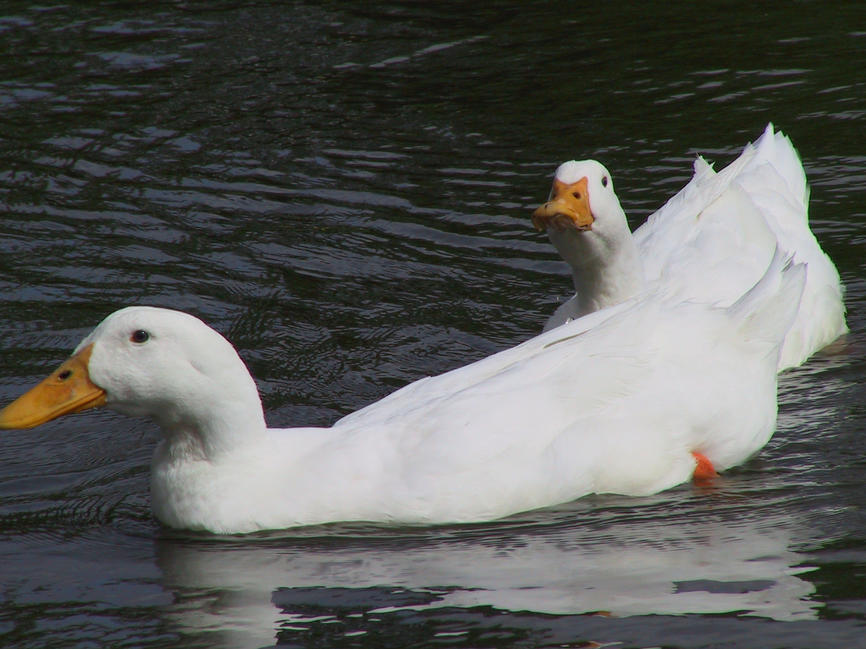 img_2673.jpg (1856 x 1392)