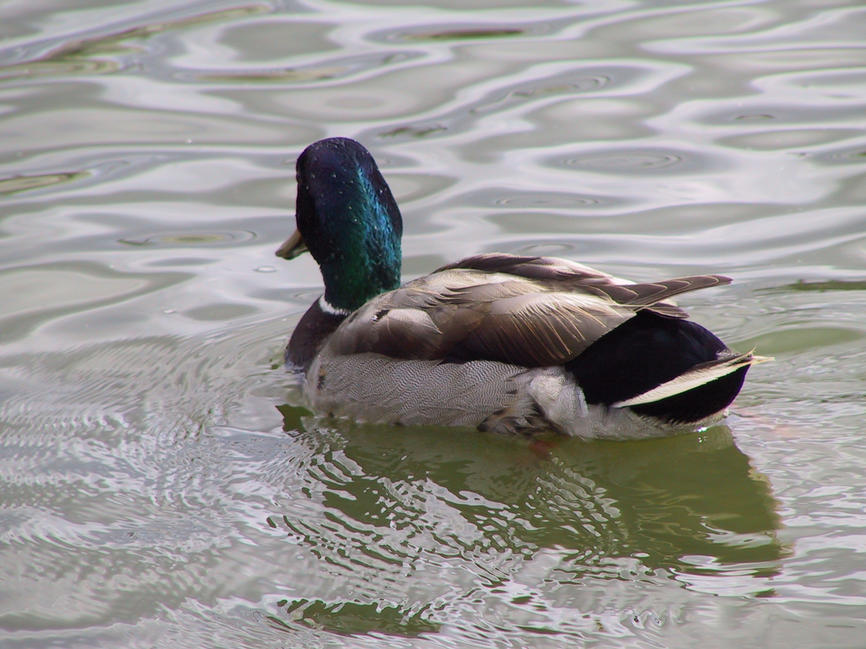 img_2676.jpg (1856 x 1392)