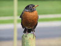 img_2664.jpg (1856 x 1392)