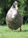 img_2666.jpg (1392 x 1856)