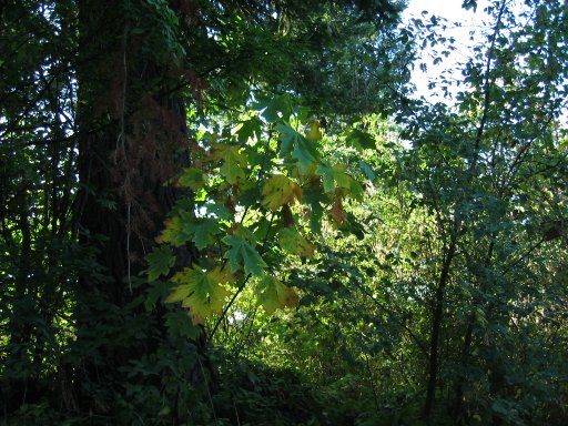 [Location 23 looking north]