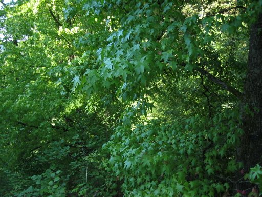 [Location 25 looking north]